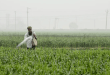 The Green Revolution is a Warning, not a Blueprint for Feeding a Hungry Planet